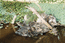 черепахи в БотСаду Аточи